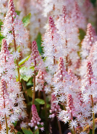 Pink Skyrocket Foam Flower