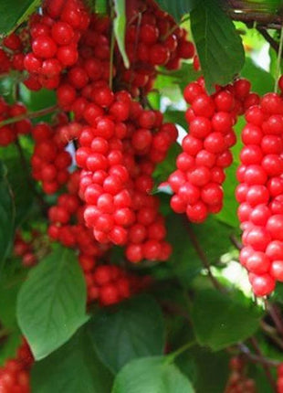 Egrow 50Pcs（100Pcs）/Pack Schisandra Seeds Chinese Magnolia Vine Edible Garden Fruit Tree Seed DIY Plants