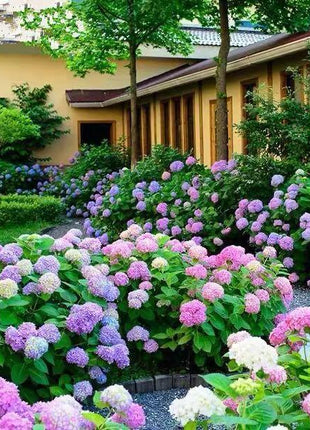 Hydrangea Seed: Unlock Nature's Beauty
