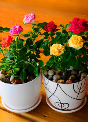 Beautiful Mini Rose Seeds, 100pcs/pack