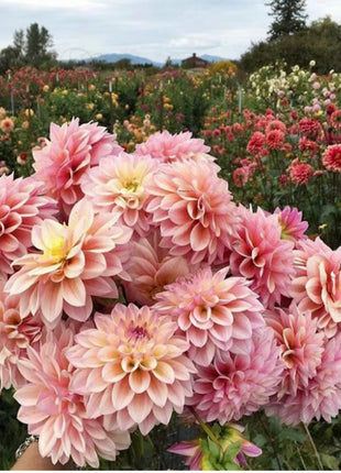 Dahlia Flower Seeds-Symbol Of Gorgeous