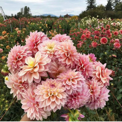 Dahlia Flower Seeds-Symbol Of Gorgeous