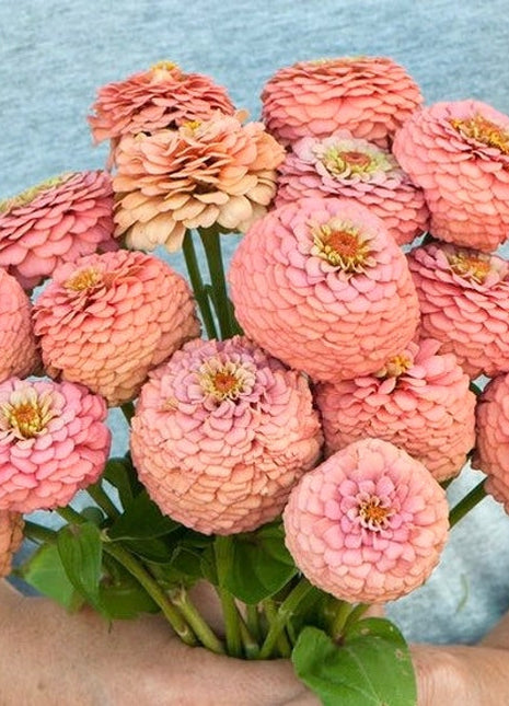 Order 50 seeds lovely Giant Salmon Rose Zinnias Seeds