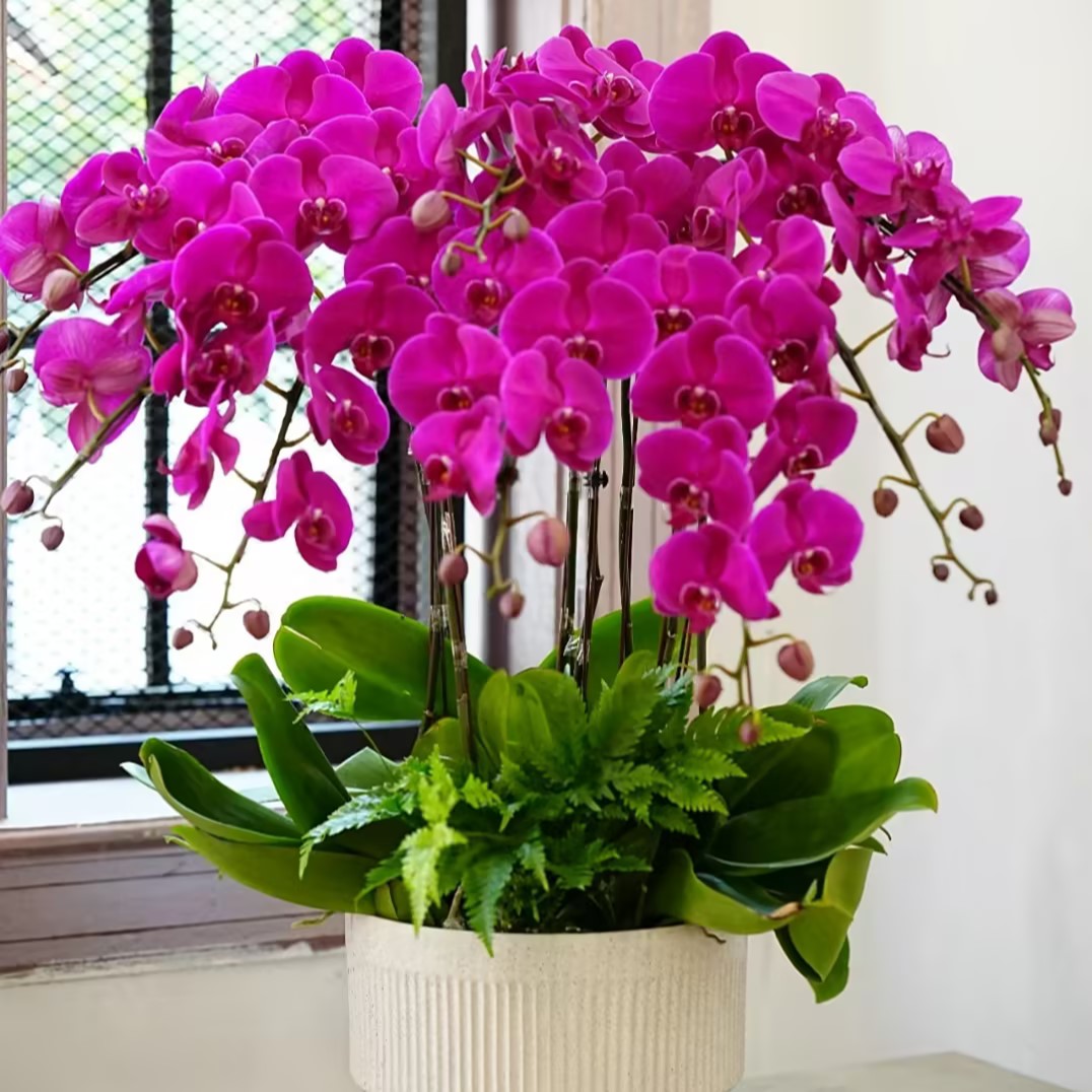 Phalaenopsis Seeds-Queen Of Orchids