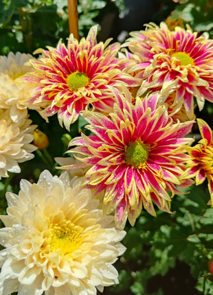 Rare Treasure Chrysanthemum Seeds