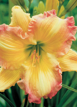 Daylily Hybrid Flowers Seed