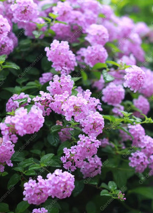 🌺Colorful Elf Lantana Seeds - Repels Mosquitoes And Flies