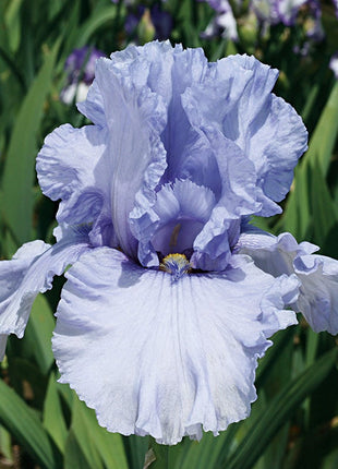 Reblooming Bearded Iris Collection
