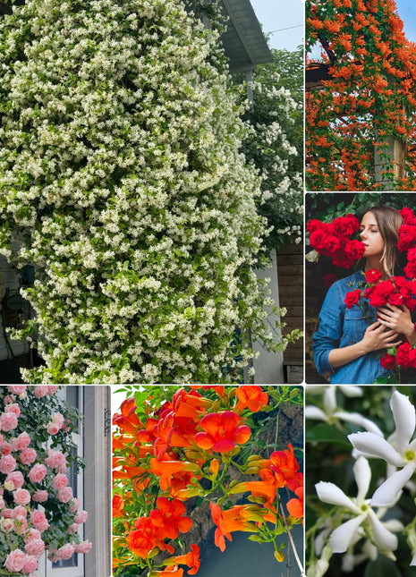 Climbing Plants Mix Seeds