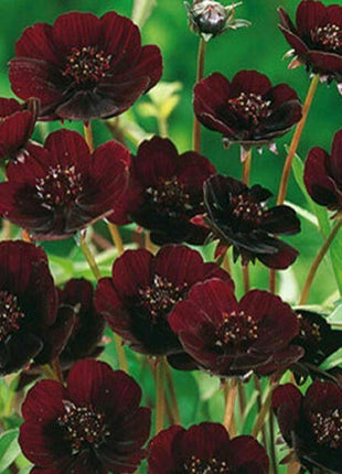 50Pcs Rare Chocolate Flowers Seeds Cosmos Bonsai