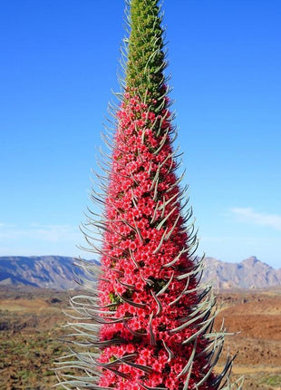 TOWER OF JEWELS Red Bugloss Echium Wildpretii Ruby Hummingbird Flower Seeds *Flat Shipping