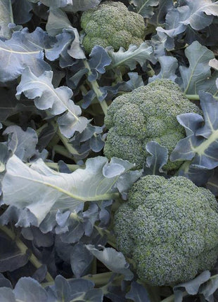 Broccoli Emerald Crown F1