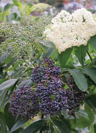 Elderberry, Collection