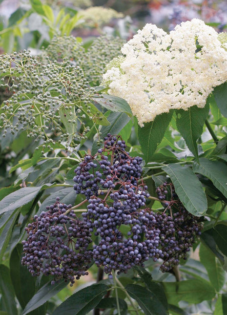 Elderberry, Collection