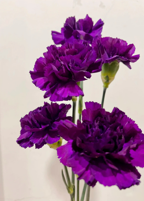Carnations Seeds-Goleb