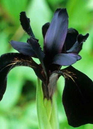 SIBERIAN IRIS ROOTS (FALL-PLANTED) - BLACK FLOWERED