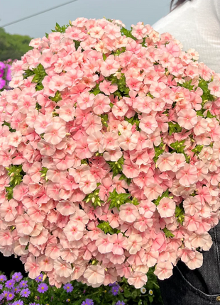 Phlox drummondii 'Ethnie Salmon'