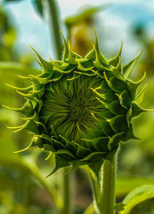 50 Seeds Green hybrid sunflower seeds