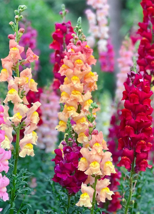 💐Double Snapdragon Mixed Color Seeds