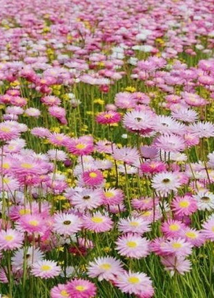 DAISY SEEDS (PAPER) - GIANT FLOWERED MIX