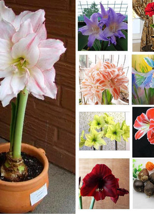 50pcs Hippeastrum Rutilum Seeds Bonsai Home Garden Balcony Plants