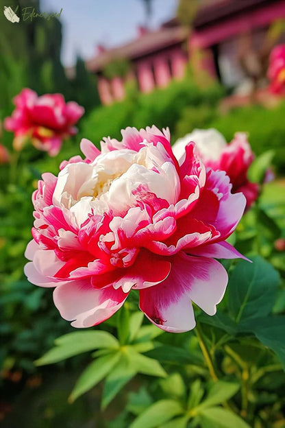 Black Beauty Peony Flower Seeds