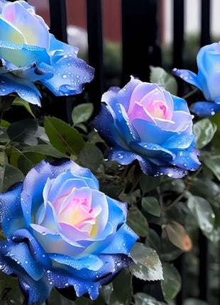 Western Region Mandala Langaros Rose