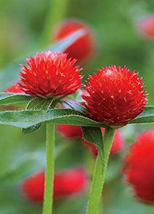 Gomphrena Red Flower Seeds