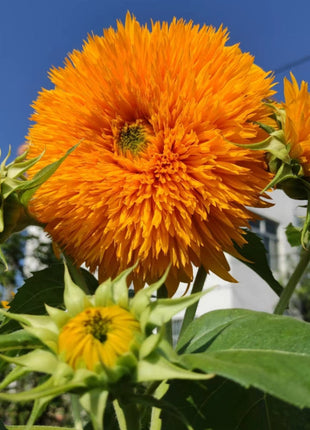 Teddy Bear Sunflower Seeds