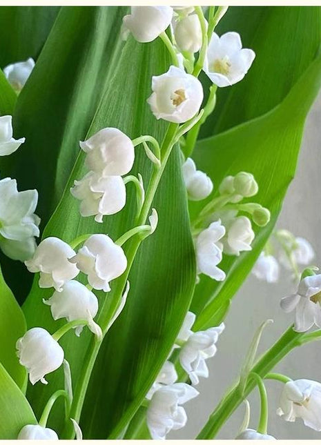 💐Lily of the Valley - Happiness Arrives