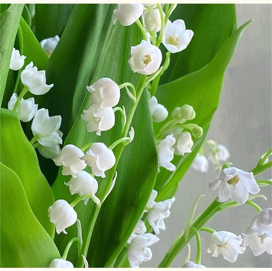 💐Lily of the Valley - Happiness Arrives