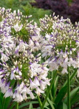 🎁New Year Sale🎁Agapanthus africanus 'Fireworks'