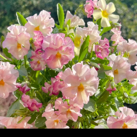 💐 Pansy Winter Elf Series - I Miss You Endlessly