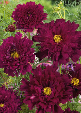 🌸Double Cosmos Seeds-Flower of Happiness