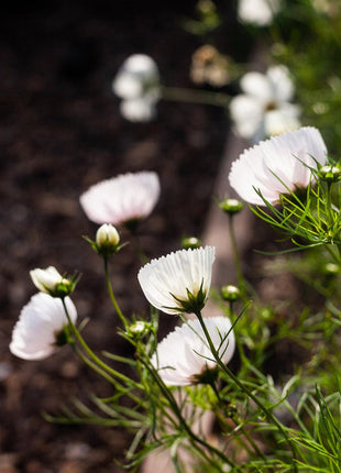 COSMOS CUPCAKE BLUSH FLOWER SEEDS
