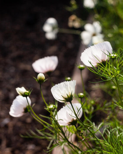 COSMOS CUPCAKE BLUSH FLOWER SEEDS