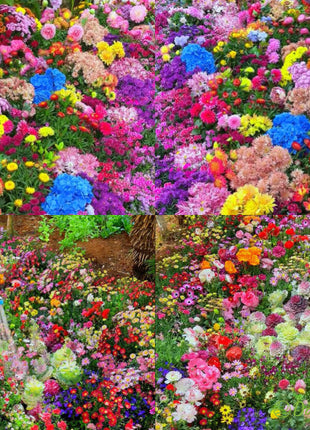 Mixed Perennial Flowers Seeds-Over 80 kinds mixed