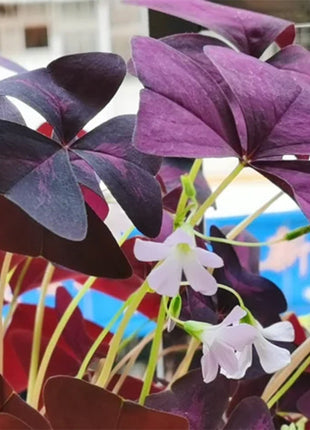 10PCS Oxalis Triangularis Purple Shamrock Good Luck Plant