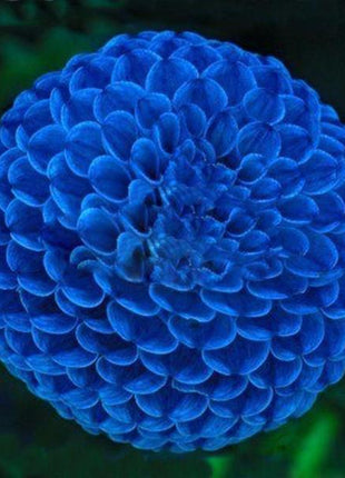 Blue Fireball Dahlia Seeds
