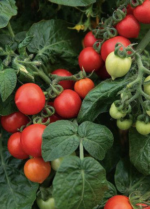 Tempting Tomatoes - Goodhearted
