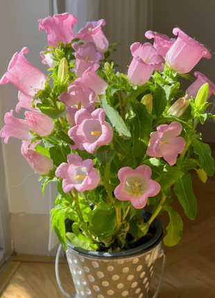 🔔Bellflower Seeds—Lucky Flower