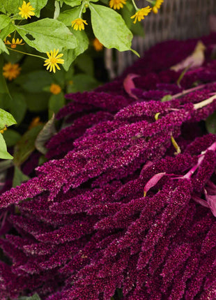 🌾Amaranthus Seeds