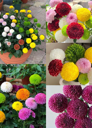 🏵️Colorful Ping Pong Chrysanthemum Seeds