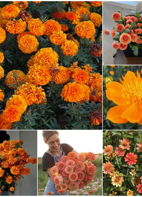 Orange You Glad - Orange Flower Seed Mix