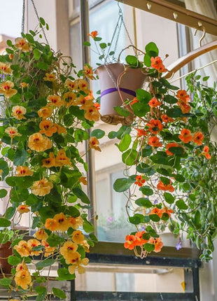 Nasturtium Seeds (Tall) - Mixed Colors