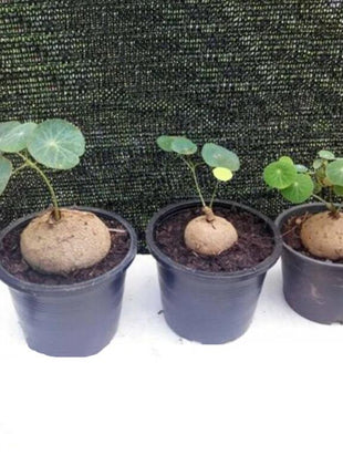 Egrow 50 Pcs/Pack Stephania Erecta Seeds Buib Bonsai Tree for Home Garden Plant