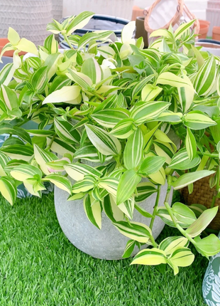 💐Oil Painting Wedding Orchid—Symbol Of Eternity