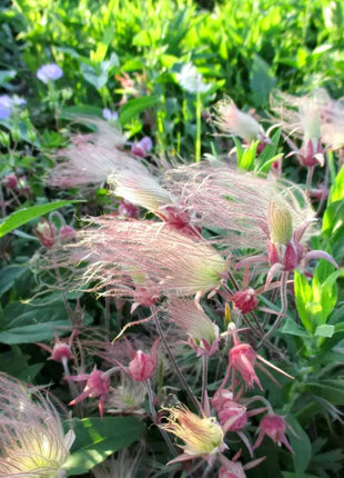 Prairie Smoke Flower Seeds