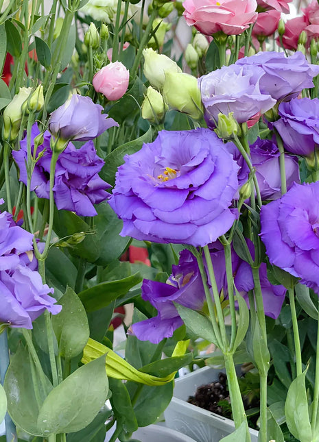 🌺Lisianthus – Sincere Love