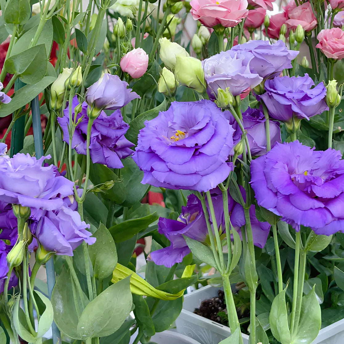 🌺Lisianthus – Sincere Love